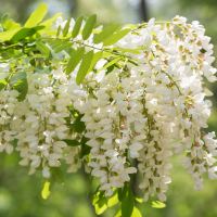 sophora-japonica-rutin